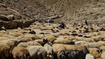 Hakkari yaylasında koyun ve keçi sürüsü, çobanlar ve geleneksel Anadolu yayla yaşamı
