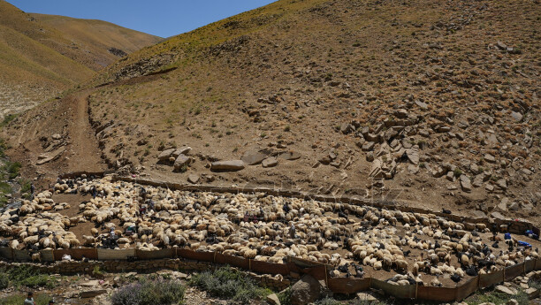Hakkari yaylasında kalabalık koyun sürüsü, çobanlar ve geleneksel hayvancılık