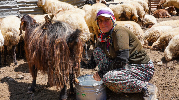 Hakkari yaylasında süt sağımı yapan kadın, koyun ve keçi sürüsü, geleneksel hayvancılık