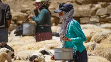 Hakkari yaylasında kadınlar, koyun sürüsü ve geleneksel hayvancılık yaşamı