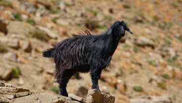 Hakkari yaylasında siyah keçi, keçi yetiştiriciliği, geleneksel hayvancılık ve dağlık doğal yaşam