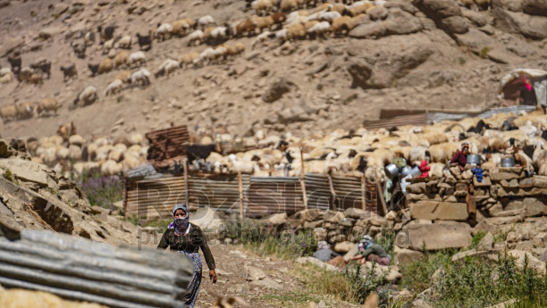 Hakkari yaylasında koyun sürüsü, kadın, geleneksel hayvancılık ve yayla yaşamı