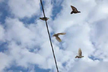 Harran'da uçan kuşlar, bulutlu gökyüzü ve elektrik hattı eşliğinde doğal bir manzara oluşturuyor.