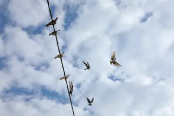 Harran'da bulutlu gökyüzü önünde uçan kuşlar ve elektrik hattının oluşturduğu doğal manzara.