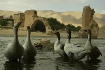 Yukarı Mezopotamya'da Dicle Nehri kıyısında kurulan 12 bin yıllık tarihi Hasankeyf, bir çok uygarlığa başkentlik yapmış olsa da elektrik üretimi gerekçe gösterilerek yapılan Ilısı Barajı sularına gömüldü. İnsanlık tarihinin başlangıç yerlerinden bir tanesi olan Hasankeyf şuan artık olmayacak.