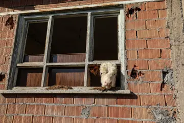 Hasankeyf'te tarihi bir yapının penceresinden dışarı bakan buzağı ve kırsal yaşam görüntüsü.