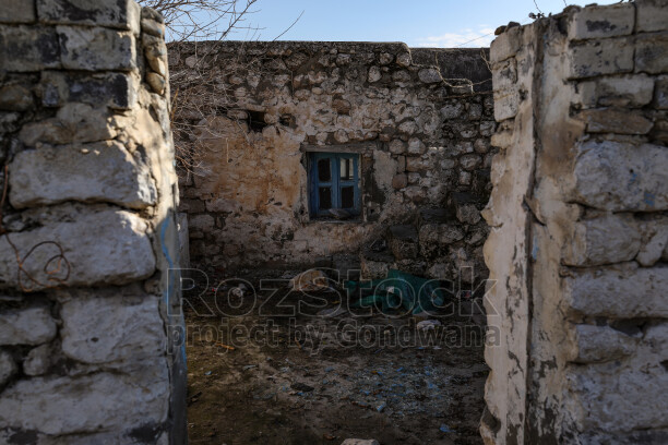 Hasankeyf'te eski bir yapının yıpranmış penceresinden dışarı bakan genç bir buzağı. Tuğla duvar, ahşap pencere ve hayvanın meraklı bakışı, tarihi çevre ile kırsal yaşamın iç içe geçtiği doğal bir sahne oluşturuyor.