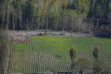 Hevsel Bahçeleri'nde düzenli sıralar halinde ekilmiş yeşil tarım alanları ve sebze tarlaları.