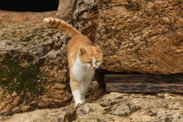 Hilar Mağaraları, kayalık alanda kedi, tarihi kaya yapıları