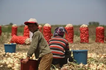 Şırnak’ın Besta Bölgesinden Adana’nın Tuzla İlçesine, Kamış evlerde yaşam mücadelesi veren Mevsimlik işçileri, kendi ülkelerinde mülteci konumunda yaşıyor. Kurdukları kamış evlerin köy statüsünde bulunmadıkları için vatandaşlık haklardan da yararlanamıyor.