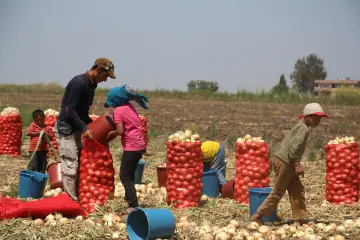 Şırnak’ın Besta Bölgesinden Adana’nın Tuzla İlçesine, Kamış evlerde yaşam mücadelesi veren Mevsimlik işçileri, kendi ülkelerinde mülteci konumunda yaşıyor. Kurdukları kamış evlerin köy statüsünde bulunmadıkları için vatandaşlık haklardan da yararlanamıyor.