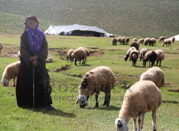 Karacadağ'da Siverek yerel puşisi ile koyun güden elinde bastonu olan yaşlı çoban kadının asaletli duruşu.