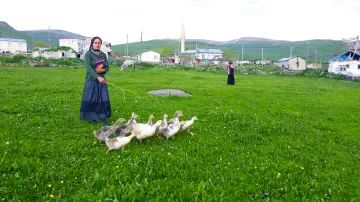Kars'ta yeşil merada kazlarını otlatan kadın, köy evleri ve dağlık arazi manzarası.