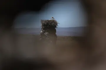 Kayalık yapı üzerindeki leylek yuvasında duran leylek ve uzaktaki dağ manzarası.