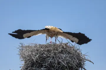 Leylek yuvasının üzerinde kanatlarını açan leylek ve açık mavi gökyüzü.
