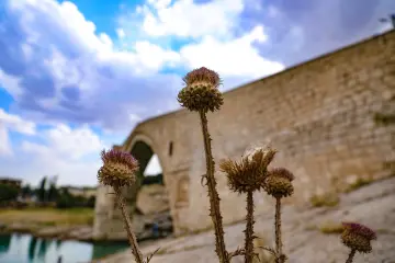 Malabadi Köprüsü önündeki devedikeni çiçekleri ile Diyarbakır'ın tarihi ve doğal güzelliğini yansıtan etkileyici bir kare.