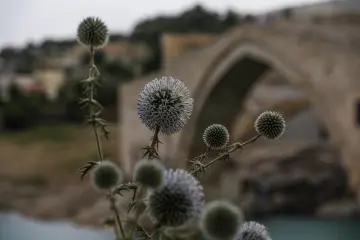 Devedikeni çiçekleri önünde yükselen tarihi Malabadi Köprüsü'nü sanatsal bakış açısıyla gösteren etkileyici kare.