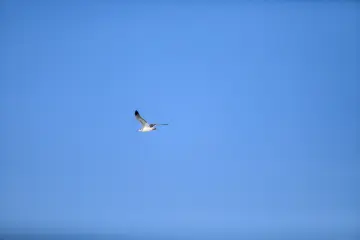 Van Gölü semalarında süzülen martı, berrak mavi gökyüzü ve doğal yaşamın huzur veren atmosferini yansıtan etkileyici kare.