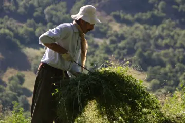 Dersim'in Munzur dağları eteklerinde bulunan yerleşim alanlarında yaşayan köylülerde kış telaşı başladı. yılın 6 ayı karla geçen Ovacık ilçesinde kış mevsiminde hayvanları için stokladıkları yoncayı toplamaya başladı.