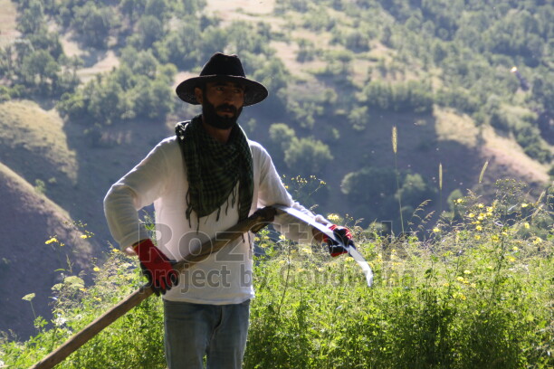 Dersim'in Munzur dağları eteklerinde bulunan yerleşim alanlarında yaşayan köylülerde kış telaşı başladı. yılın 6 ayı karla geçen Ovacık ilçesinde kış mevsiminde hayvanları için stokladıkları yoncayı toplamaya başladı.