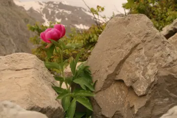 Dersim Munzur dağlarında yetişen endemik bitki türlerinden Şakayik çiçeği,İlk Bahar aylarında karların erimesiyle doğaya ahenk bir renk katıyor. Bölgede Kürtçe ismi olan Gula Hirç  olarak bilinmekte ve insanlar tarafından zarar verildiği takdirde çevre kanununa göre ağır idari para cezası veriliyor.