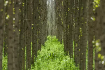 Test SEO ve Alt Text.