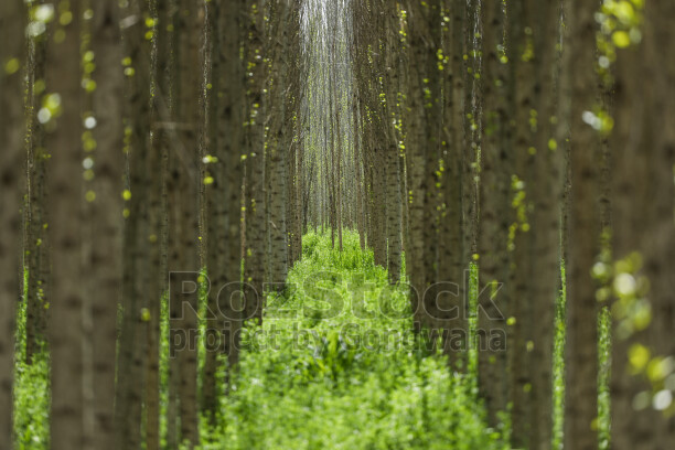 Test SEO ve Alt Text.