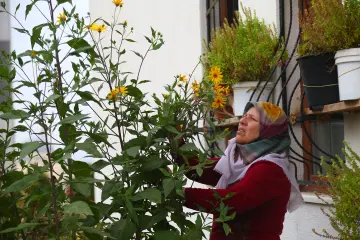 Batman’da yaşayan çiçek tutkunu Kumru Kaya, evinin bahçesinde hobi olarak tropikal çiçekler üretiyor. Akdeniz iklimine uygun limon, Madagaskar Palmiyesi, dikenler tacı yanı sıra Begonvil yetiştiriyor. Ayrıca tıbbi ve aromatik bitkiler de bahçesinde bulunduruyor.
