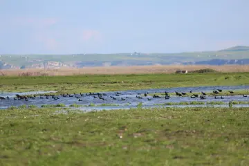 Fırat Nehri ve çevresindeki sulak alanlar, Avrupa ile Afrika arasındaki ana kuş göç yolu üzerinde kritik bir "dinlenme ve beslenme" istasyonu görevi görmektedir. Her yıl sonbahar aylarında güneye göç eden yeşilbaş, macar ördeği, kılkuyruk ve karabatak gibi yaban ördeği Dicle havzasına uğrar.