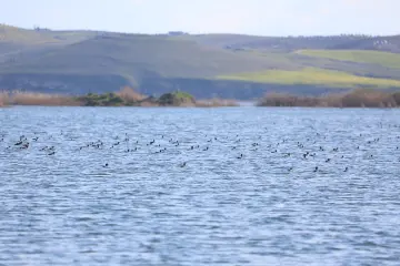 Fırat Nehri ve çevresindeki sulak alanlar, Avrupa ile Afrika arasındaki ana kuş göç yolu üzerinde kritik bir "dinlenme ve beslenme" istasyonu görevi görmektedir. Her yıl sonbahar aylarında güneye göç eden yeşilbaş, macar ördeği, kılkuyruk ve karabatak gibi yaban ördeği Dicle havzasına uğrar.