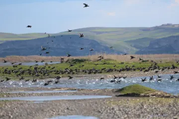 Fırat Nehri ve çevresindeki sulak alanlar, Avrupa ile Afrika arasındaki ana kuş göç yolu üzerinde kritik bir "dinlenme ve beslenme" istasyonu görevi görmektedir. Her yıl sonbahar aylarında güneye göç eden yeşilbaş, macar ördeği, kılkuyruk ve karabatak gibi yaban ördeği Dicle havzasına uğrar.