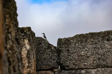 Zerzevan Kalesi taş duvarlarında tüneyen kuşun bulutlu gökyüzüyle oluşturduğu doğal ve tarihi manzara.